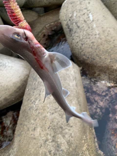 サメが釣れた ヨネアゴ